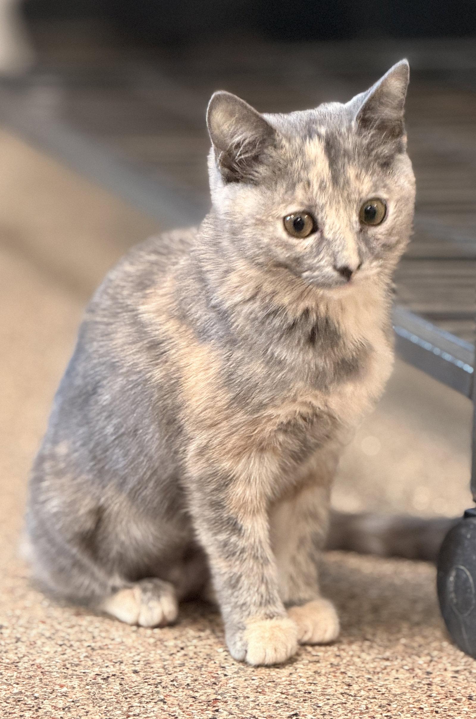 Scallop, a Adopted Domestic Short Hair in Sanford, FL image 2/3