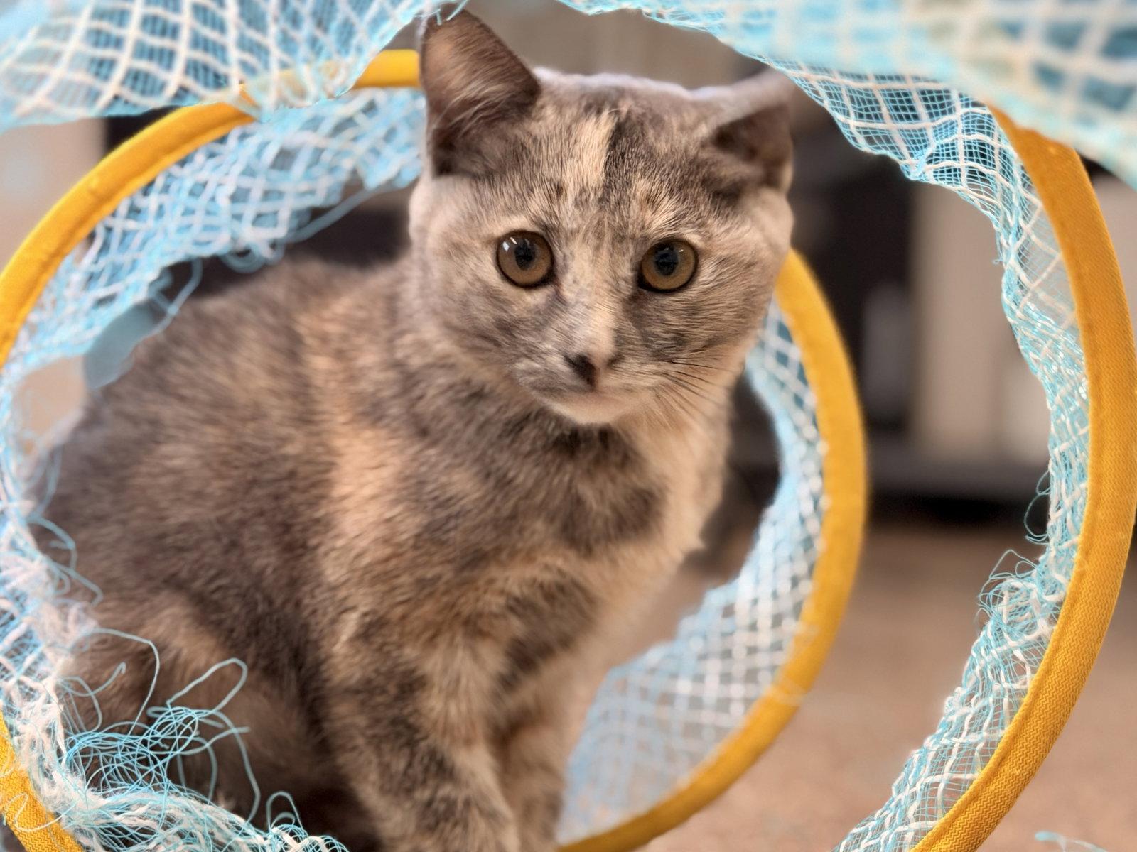 Scallop, a Adopted Domestic Short Hair in Sanford, FL image 3/3