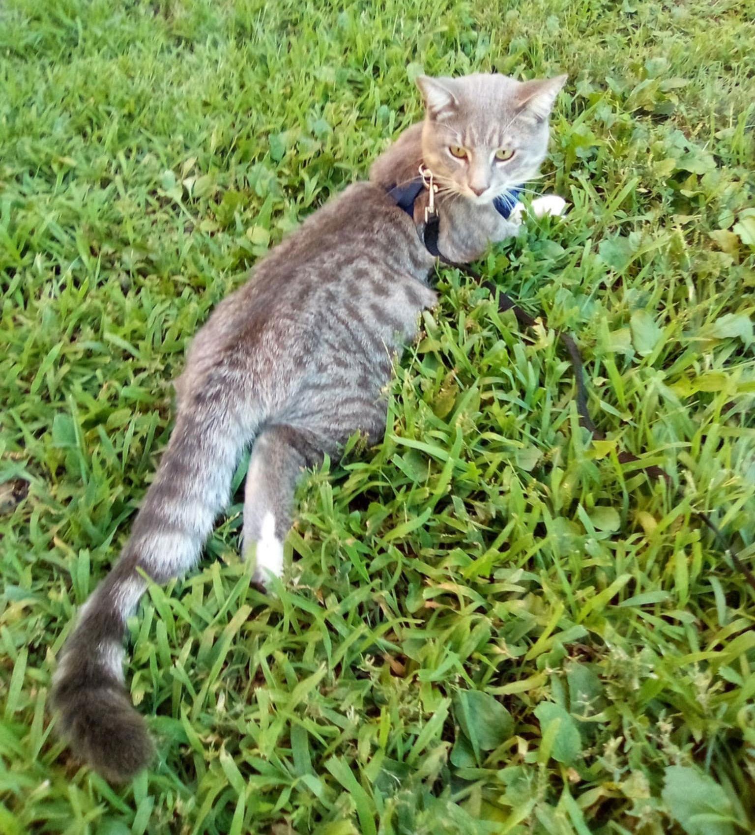 Romeow, Adoptable, Adult Male Domestic Short Hair.