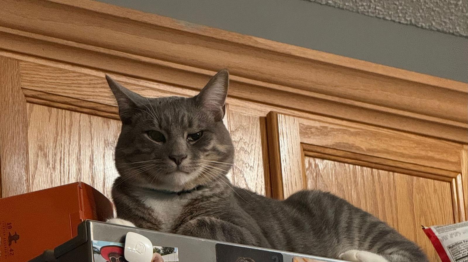 Romeow, a Adoptable Domestic Short Hair in Minneapolis, MN image 2/3