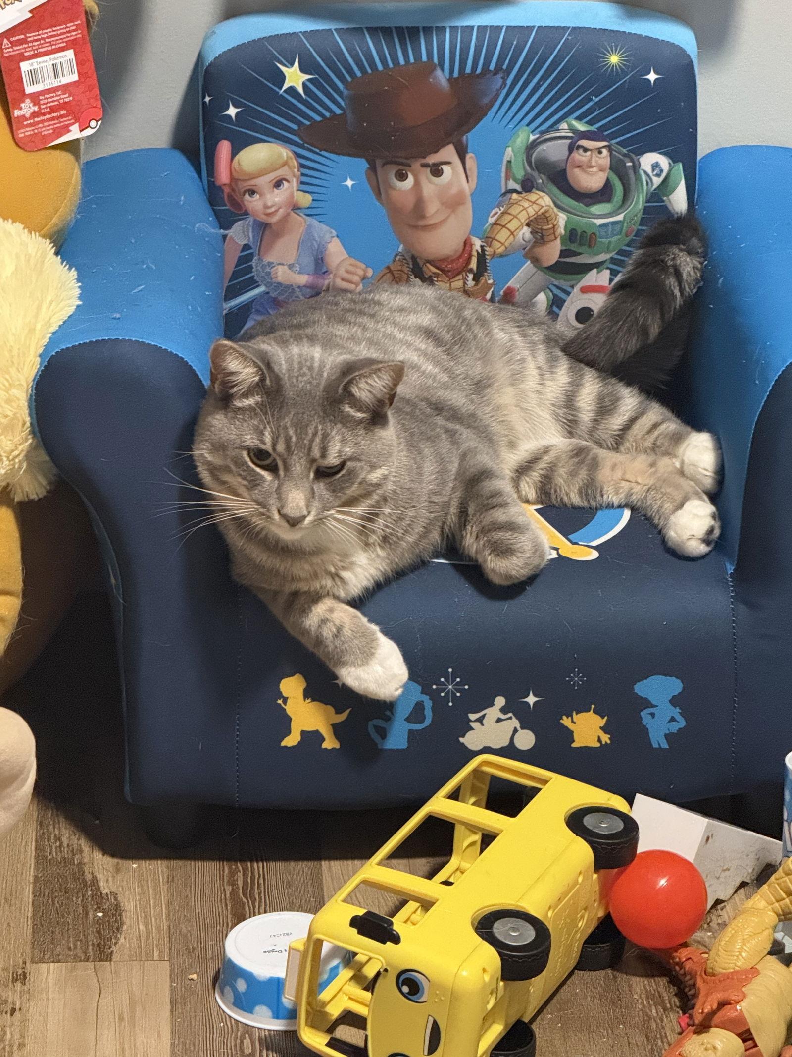 Romeow, a Adoptable Domestic Short Hair in Minneapolis, MN image 3/3