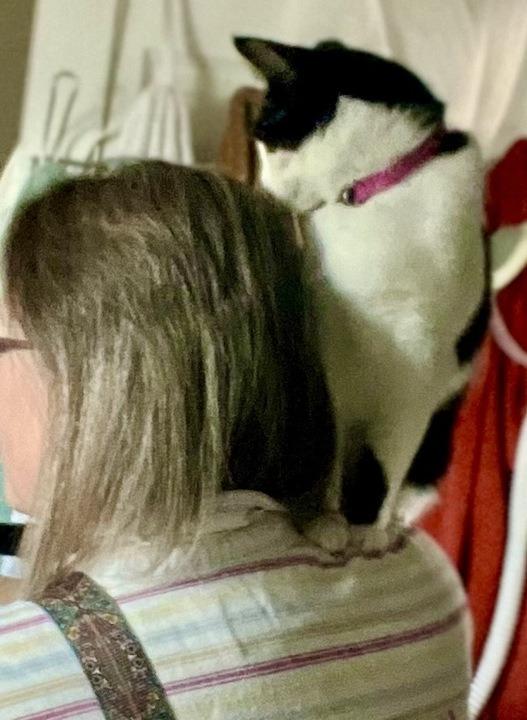 Kage, Adoptable, Adult Female Domestic Short Hair.