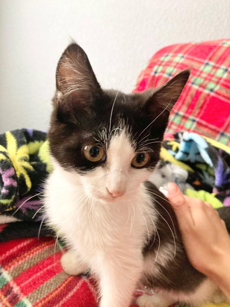 Kage, a Adoptable mixed breed in New Braunfels, TX image 2/6