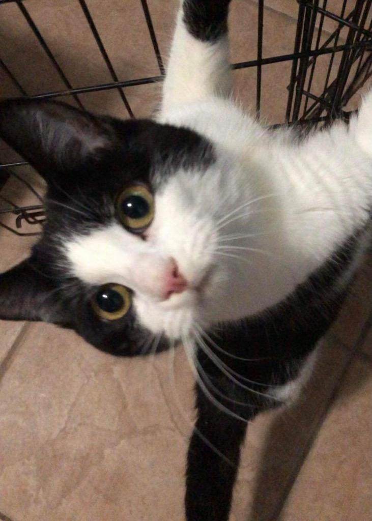 Kage, Adoptable, Adult Female Domestic Short Hair.