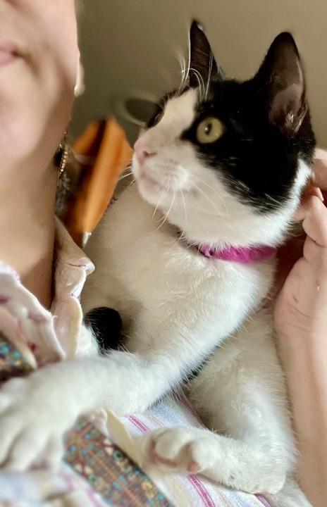 Enlarge Kage, a Adoptable mixed breed in New Braunfels, TX image 3/6