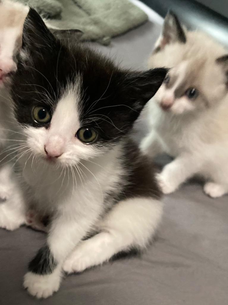 Enlarge Kage, a Adoptable mixed breed in New Braunfels, TX image 5/6