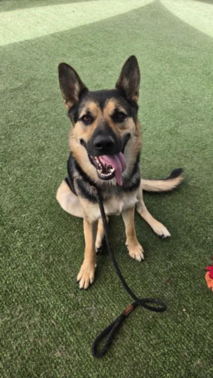 Enlarge PRICE, a Adoptable German Shepherd Dog in Chatsworth, CA image 1/1