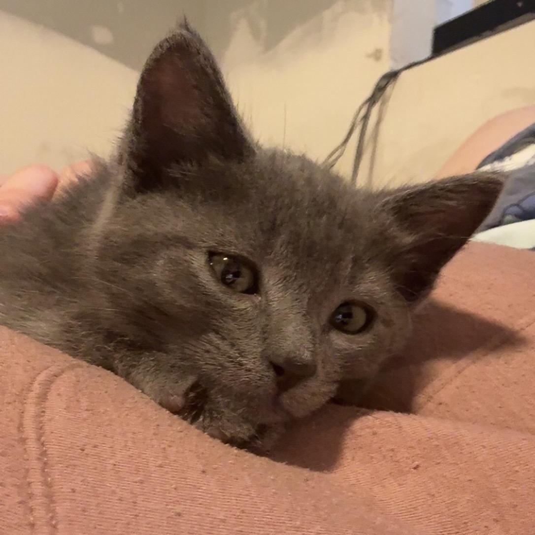 Chunk
