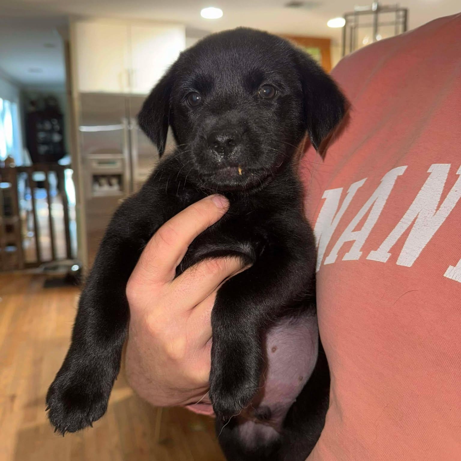 Enlarge Tank, a ADOPTABLE mixed breed in Wando, SC image 2/3