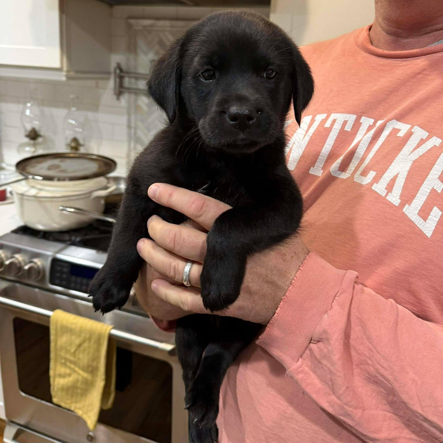 Tank, ADOPTABLE, Puppy Male Black Labrador Retriever.