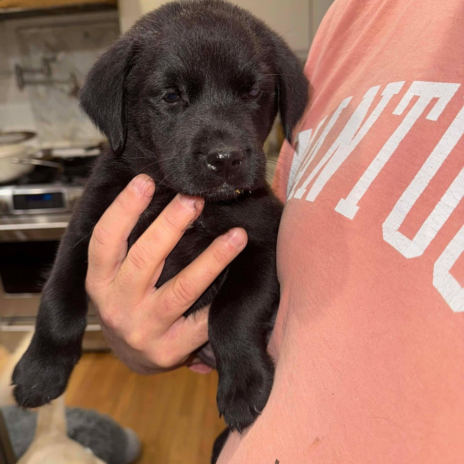 Enlarge Tank, a ADOPTABLE mixed breed in Wando, SC image 3/3