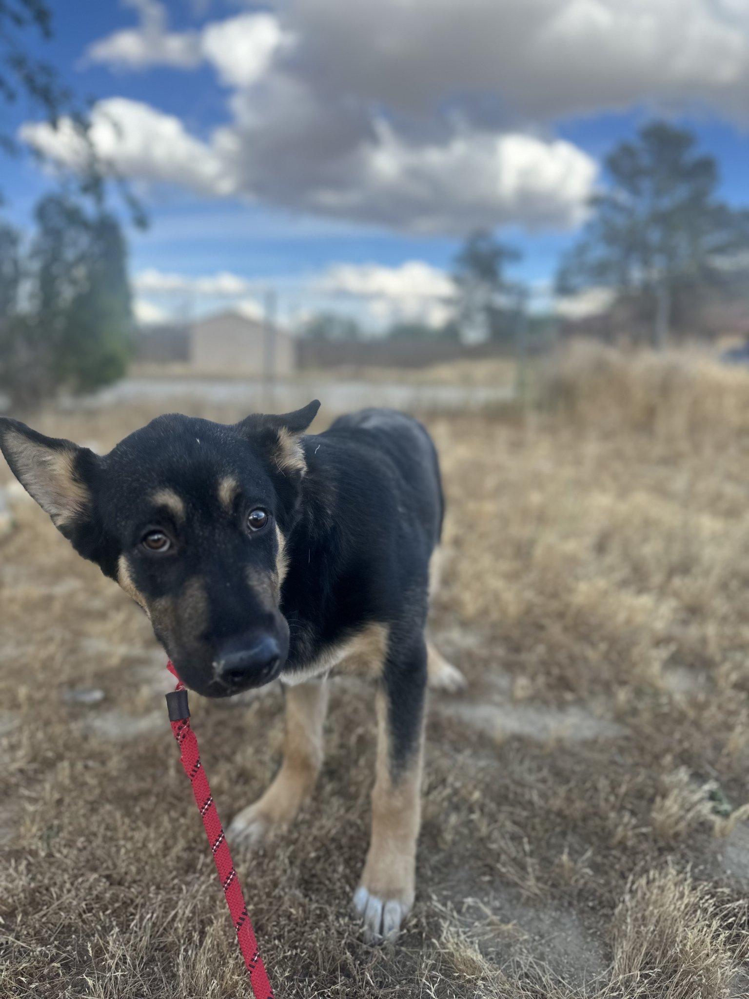 Mitch, Adoptable, Young Male German Shepherd Dog.