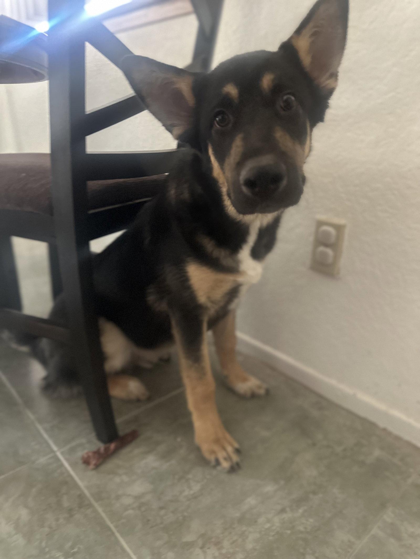Enlarge Mitch, a Adoptable German Shepherd Dog in Los Angeles, CA image 3/3