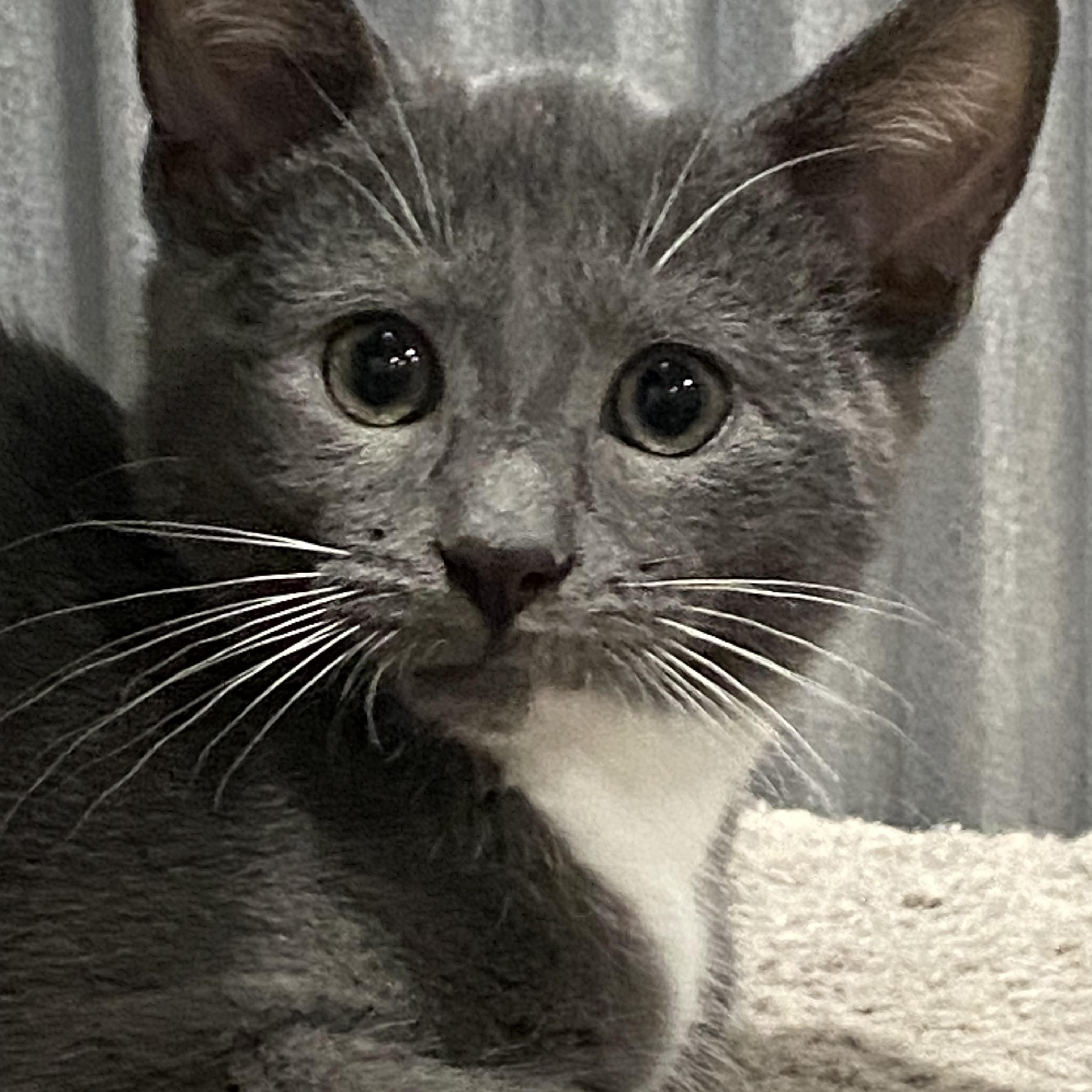 Enlarge Felix, a ADOPTABLE American Shorthair in Fredericksburg, OH image 1/4