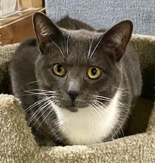 Enlarge Felix, a ADOPTABLE American Shorthair in Fredericksburg, OH image 2/4