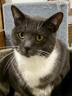 Enlarge Felix, a ADOPTABLE American Shorthair in Fredericksburg, OH image 3/4