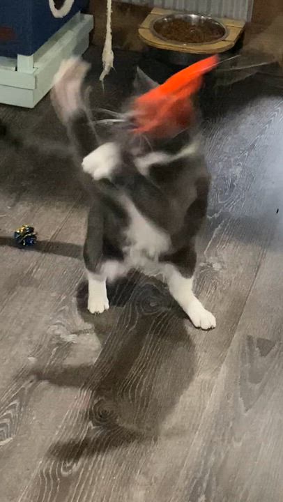 Enlarge Felix, a ADOPTABLE American Shorthair in Fredericksburg, OH video 4/4