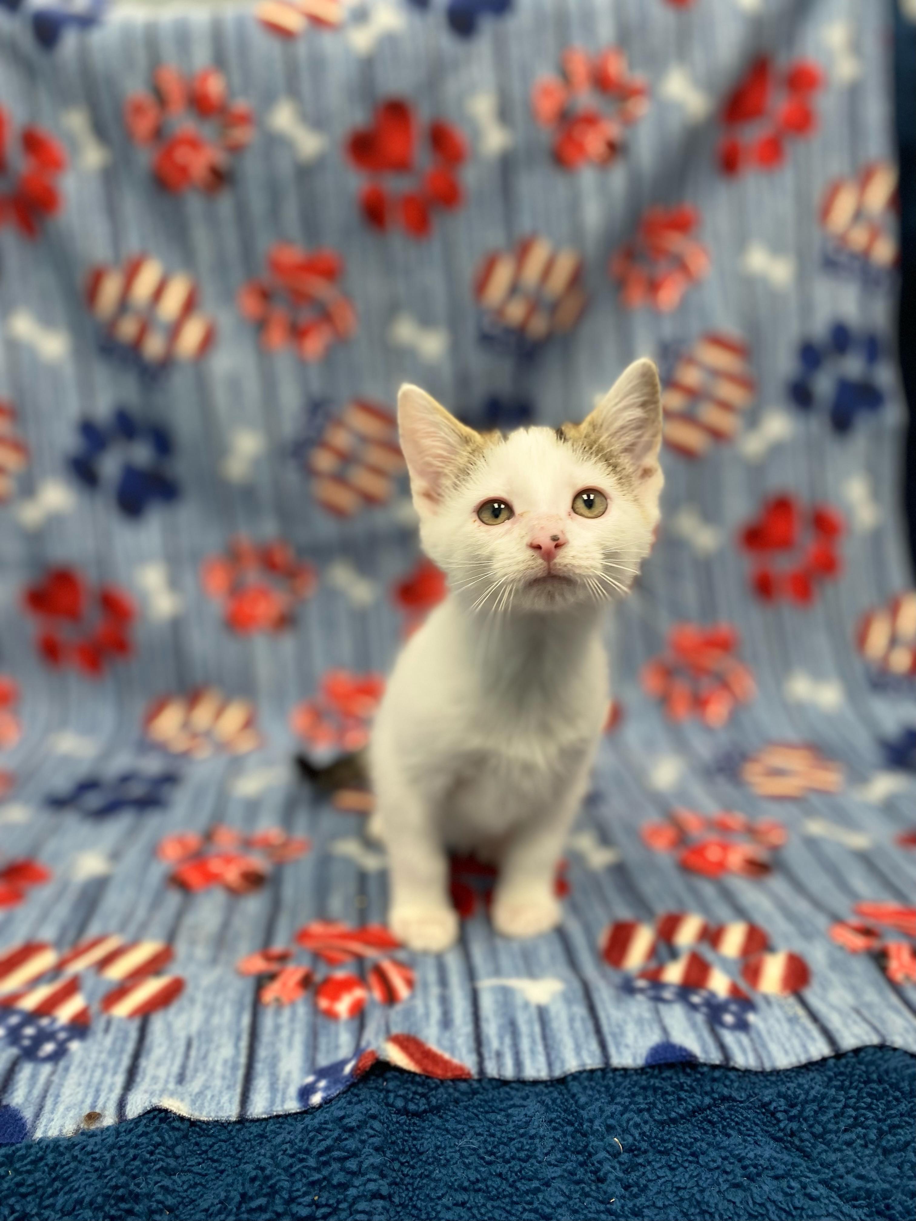 Cassidy, Baby Female Domestic Short Hair