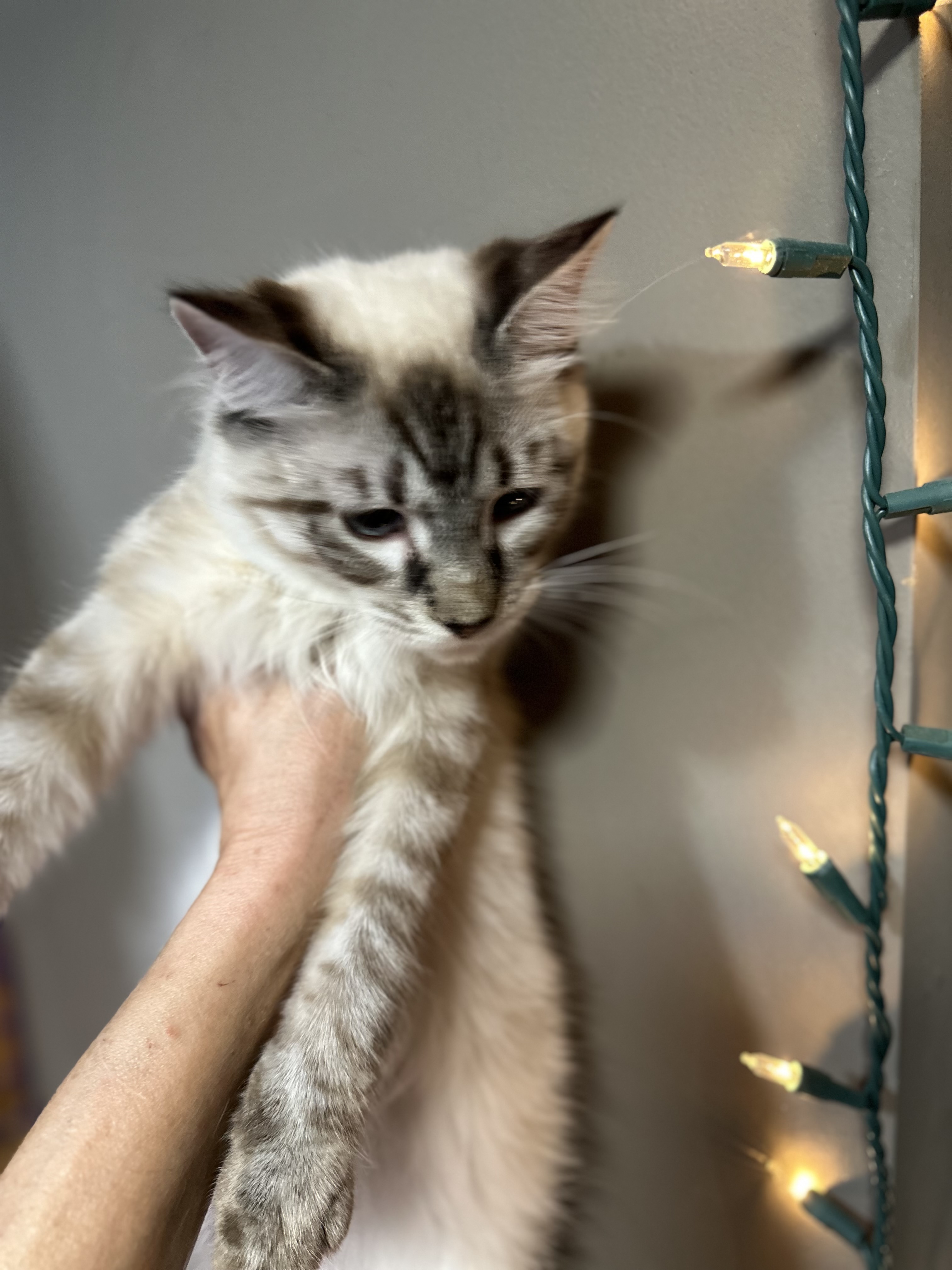 Enlarge Luna and Lunardi ( Bonded pair), a Adoptable Siamese in Pomona, CA image 1/6