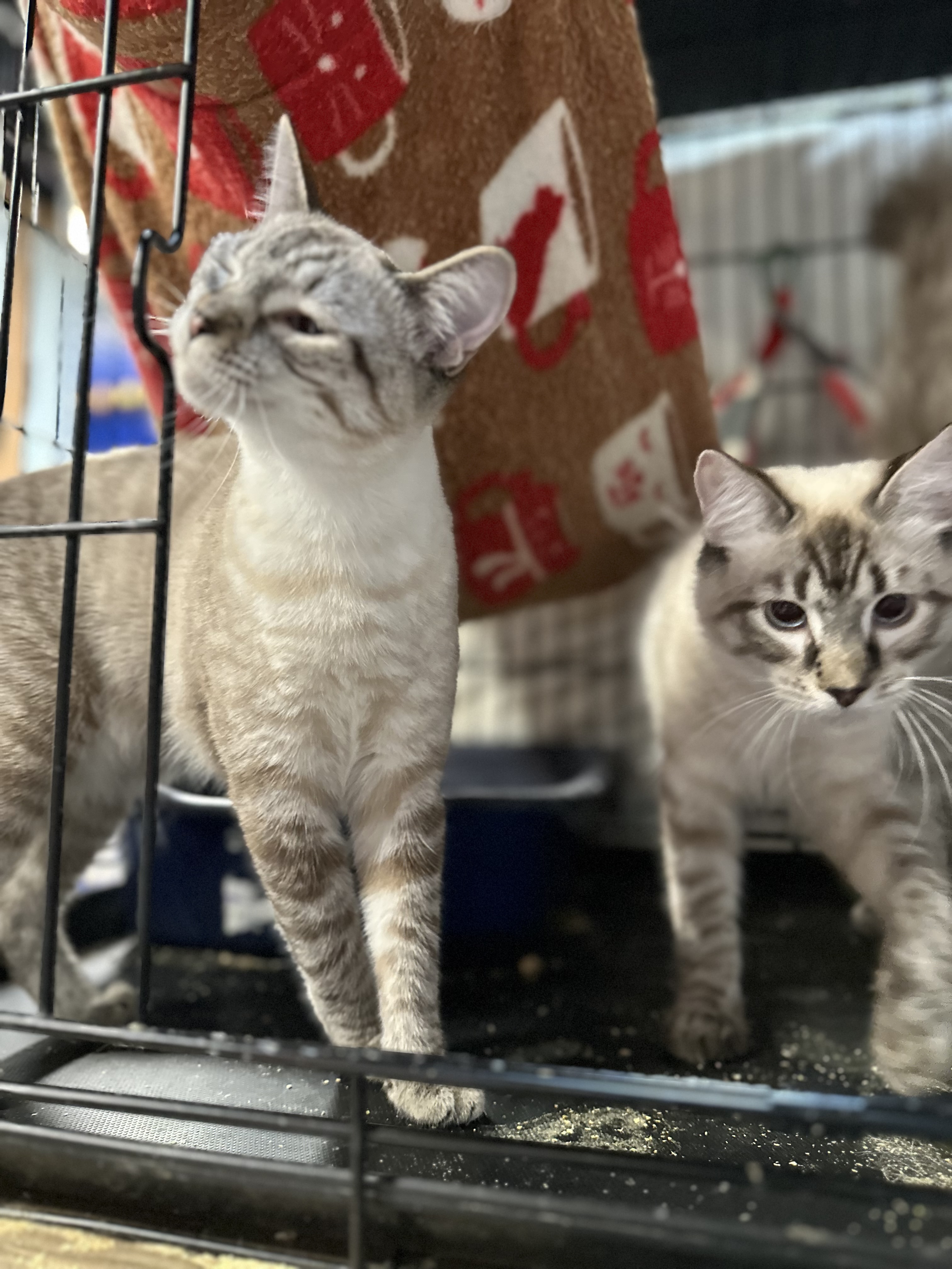 Enlarge Luna and Lunardi ( Bonded pair), a Adoptable Siamese in Pomona, CA image 2/6