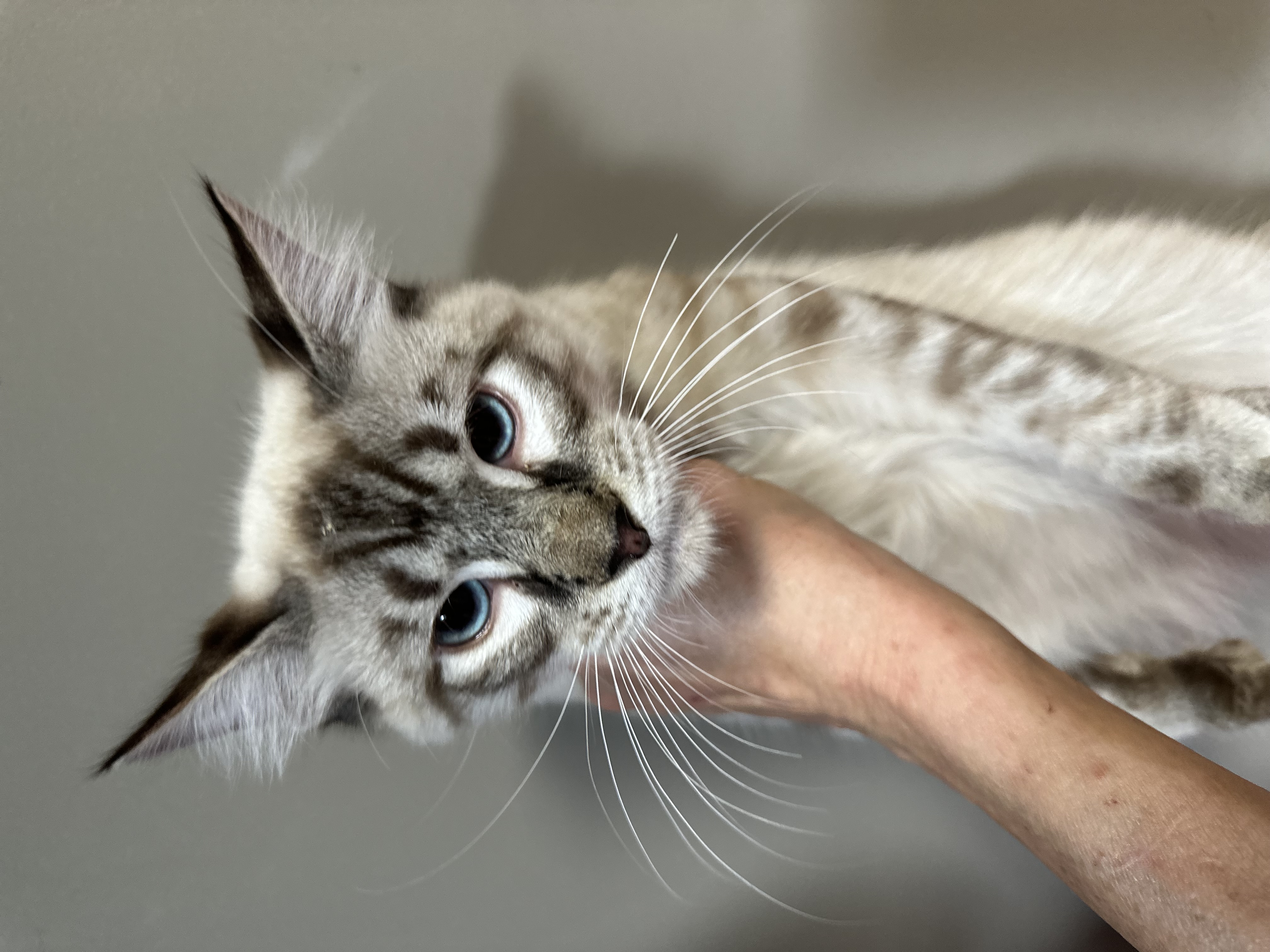 Enlarge Luna and Lunardi ( Bonded pair), a Adoptable Siamese in Pomona, CA image 3/6