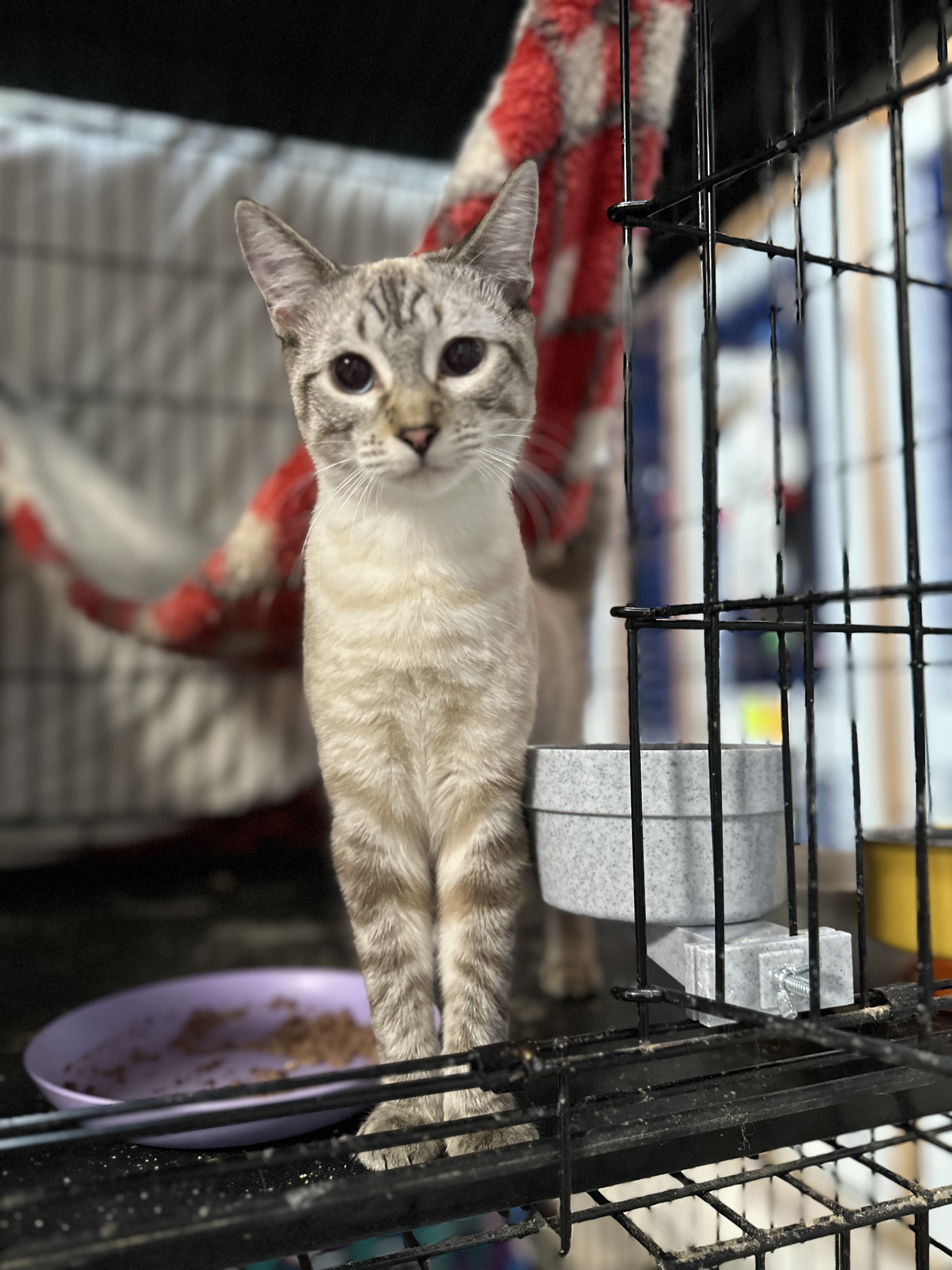 Enlarge Luna and Lunardi ( Bonded pair), a Adoptable Siamese in Pomona, CA image 4/6