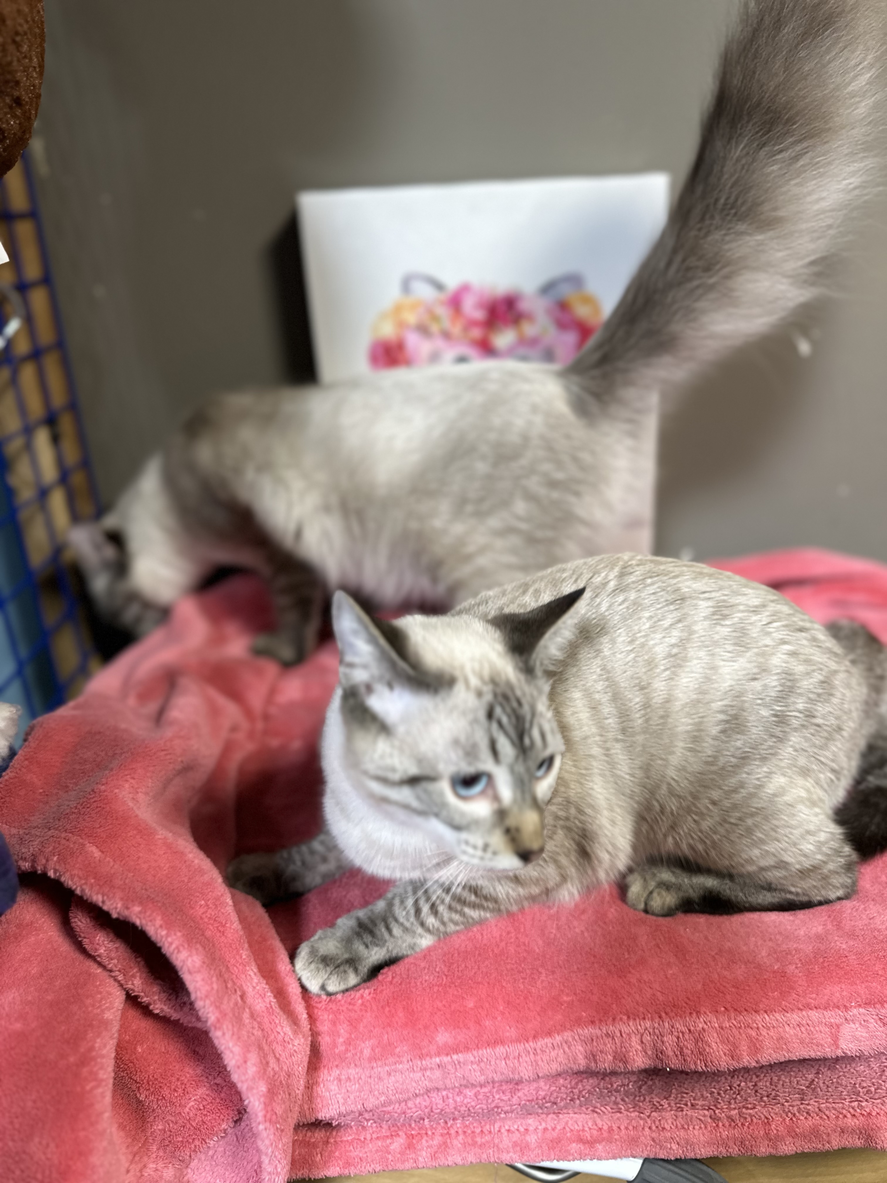 Enlarge Luna and Lunardi ( Bonded pair), a Adoptable Siamese in Pomona, CA image 5/6