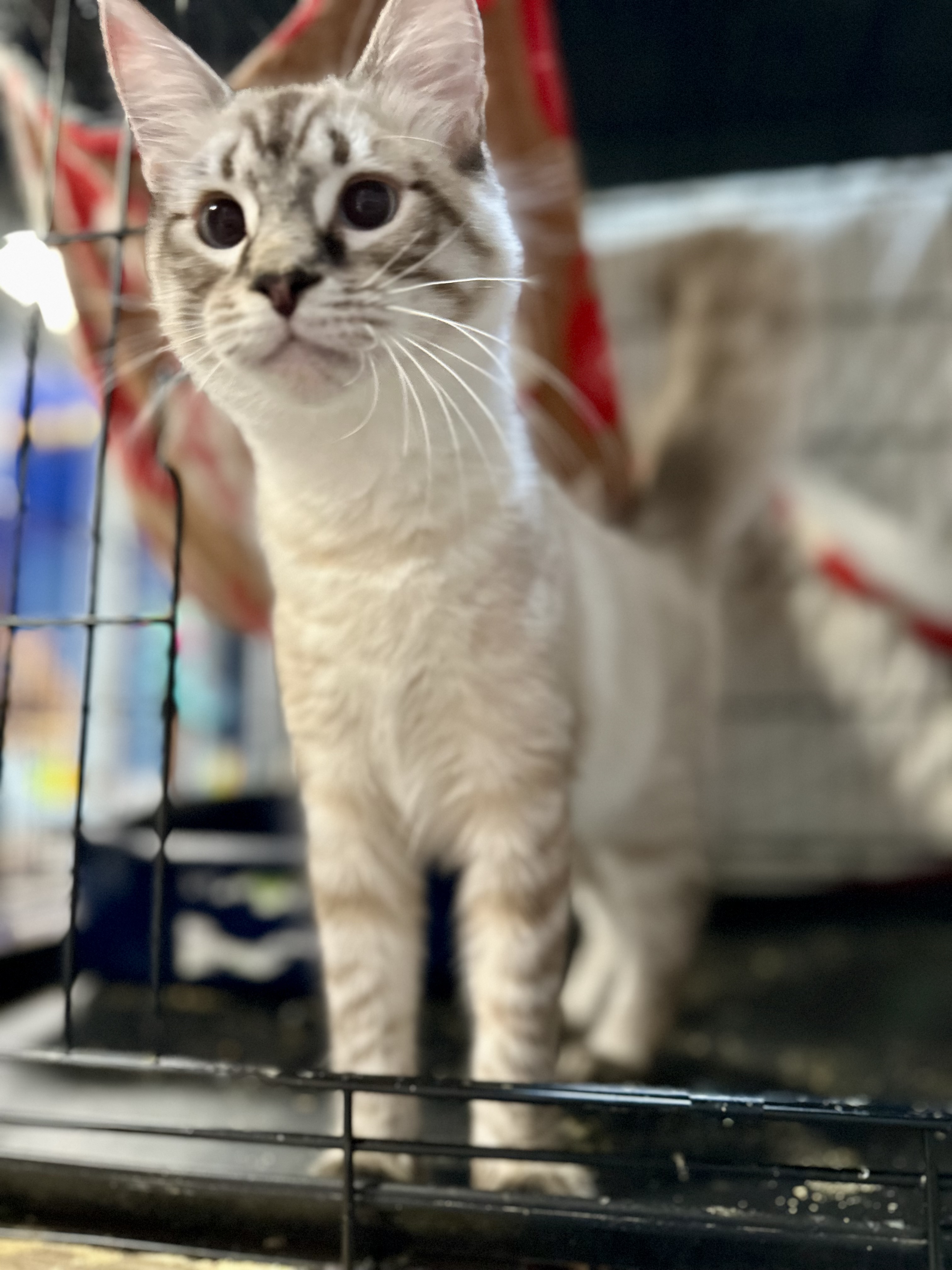 Enlarge Luna and Lunardi ( Bonded pair), a Adoptable Siamese in Pomona, CA image 6/6