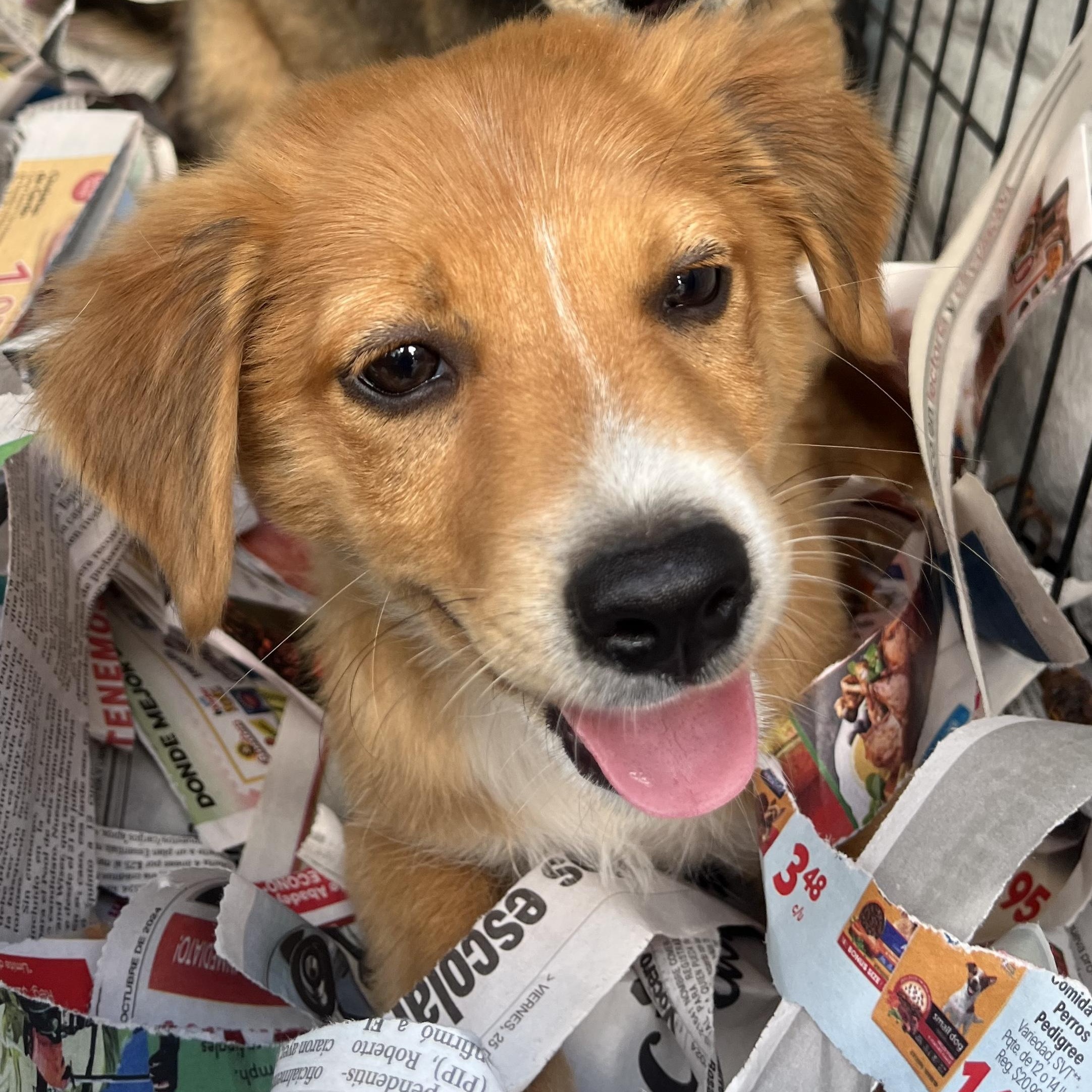 Nacho, a Adopted mixed breed in Warren, NJ image 2/4