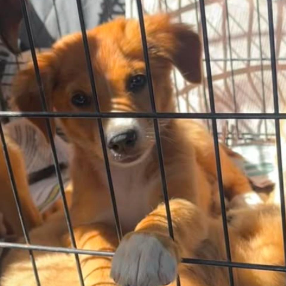 Nacho, a Adopted mixed breed in Warren, NJ image 3/4