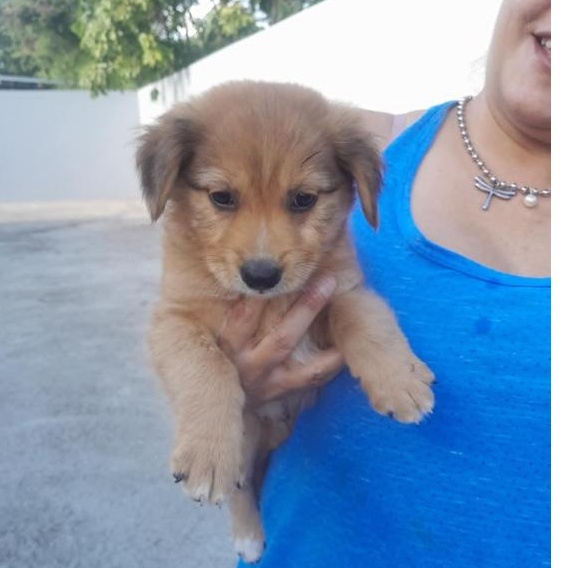 Nacho, a Adopted mixed breed in Warren, NJ image 4/4