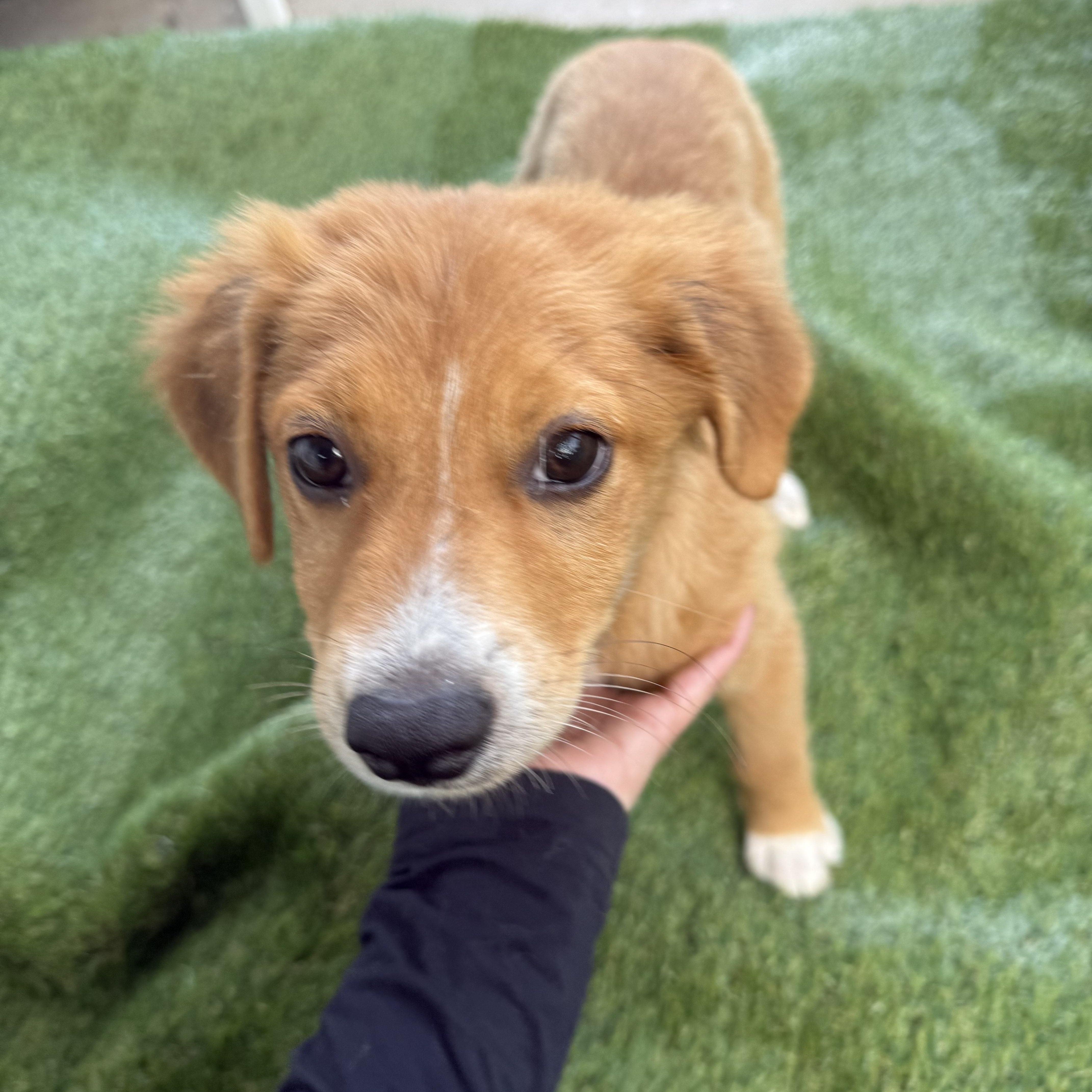 Nacho, a Adopted mixed breed in Warren, NJ image 1/4