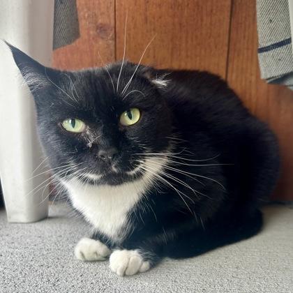 Emily Rose, Adoptable, Adult Female Domestic Short Hair & Domestic Short Hair.