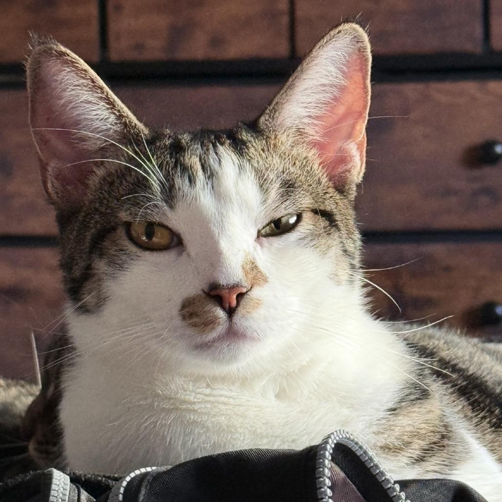 Juni, a Adoptable Domestic Short Hair in Tempe, AZ image 1/3