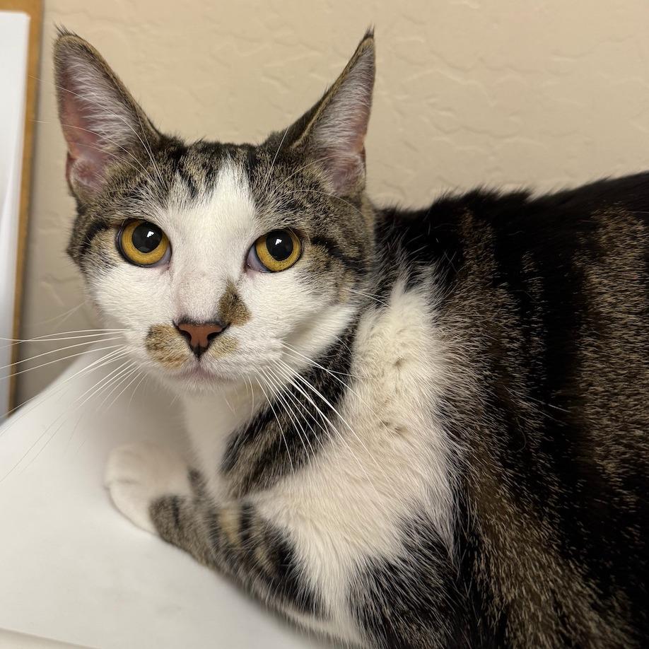 Juni, a Adoptable Domestic Short Hair in Tempe, AZ image 2/3