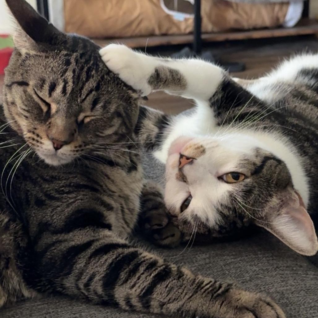 Juni, a Adoptable Domestic Short Hair in Tempe, AZ image 3/3