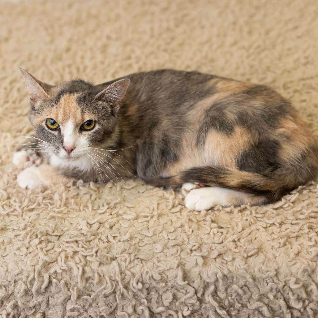 Irina Rozanov, a Adoptable Domestic Short Hair in St. Paul, MN image 1/6