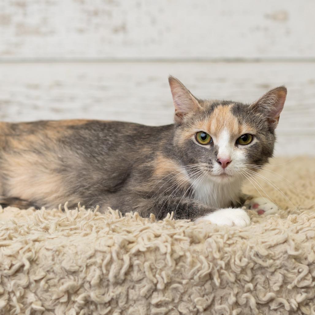 Irina Rozanov, a Adoptable Domestic Short Hair in St. Paul, MN image 2/6