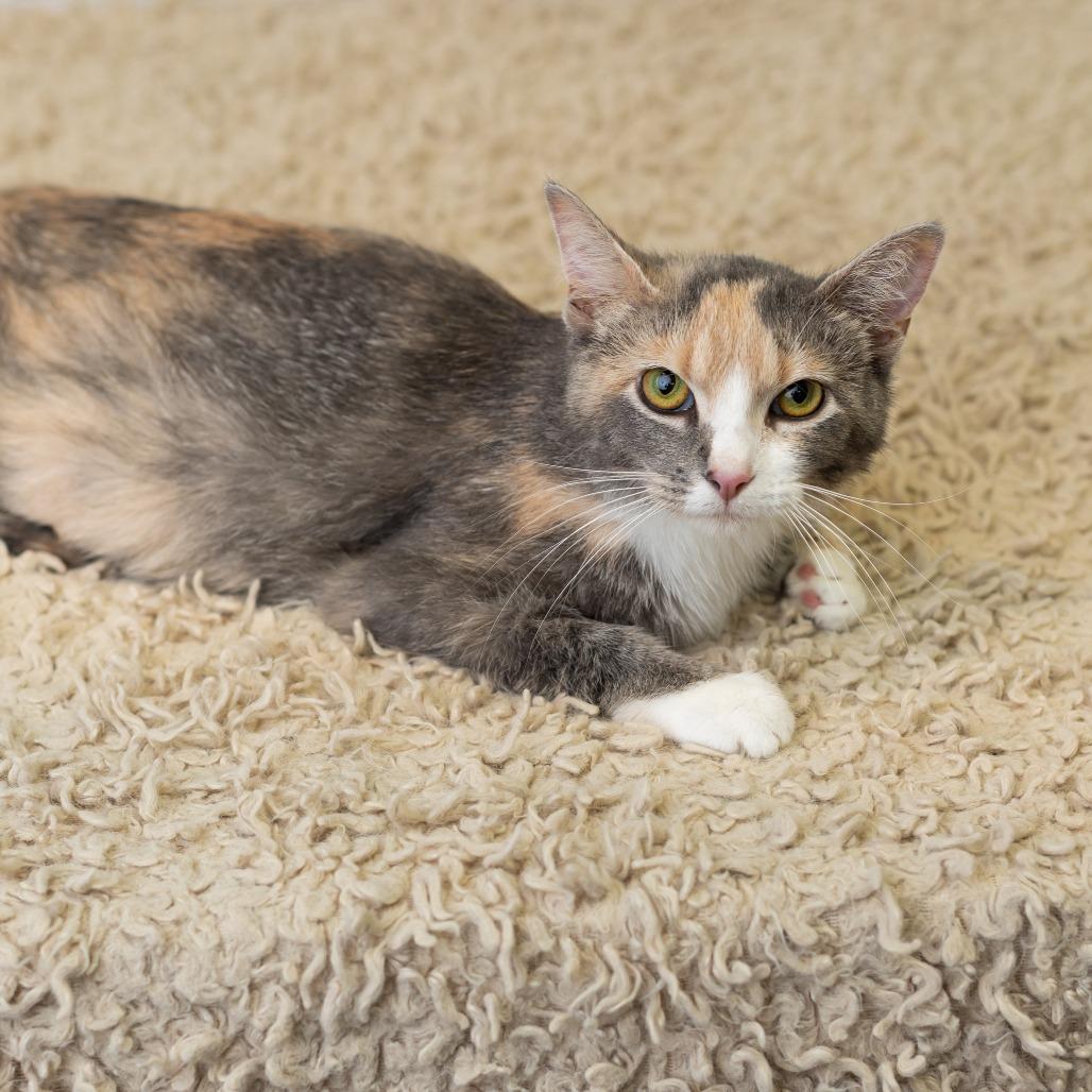 Irina Rozanov, a Adoptable Domestic Short Hair in St. Paul, MN image 3/6