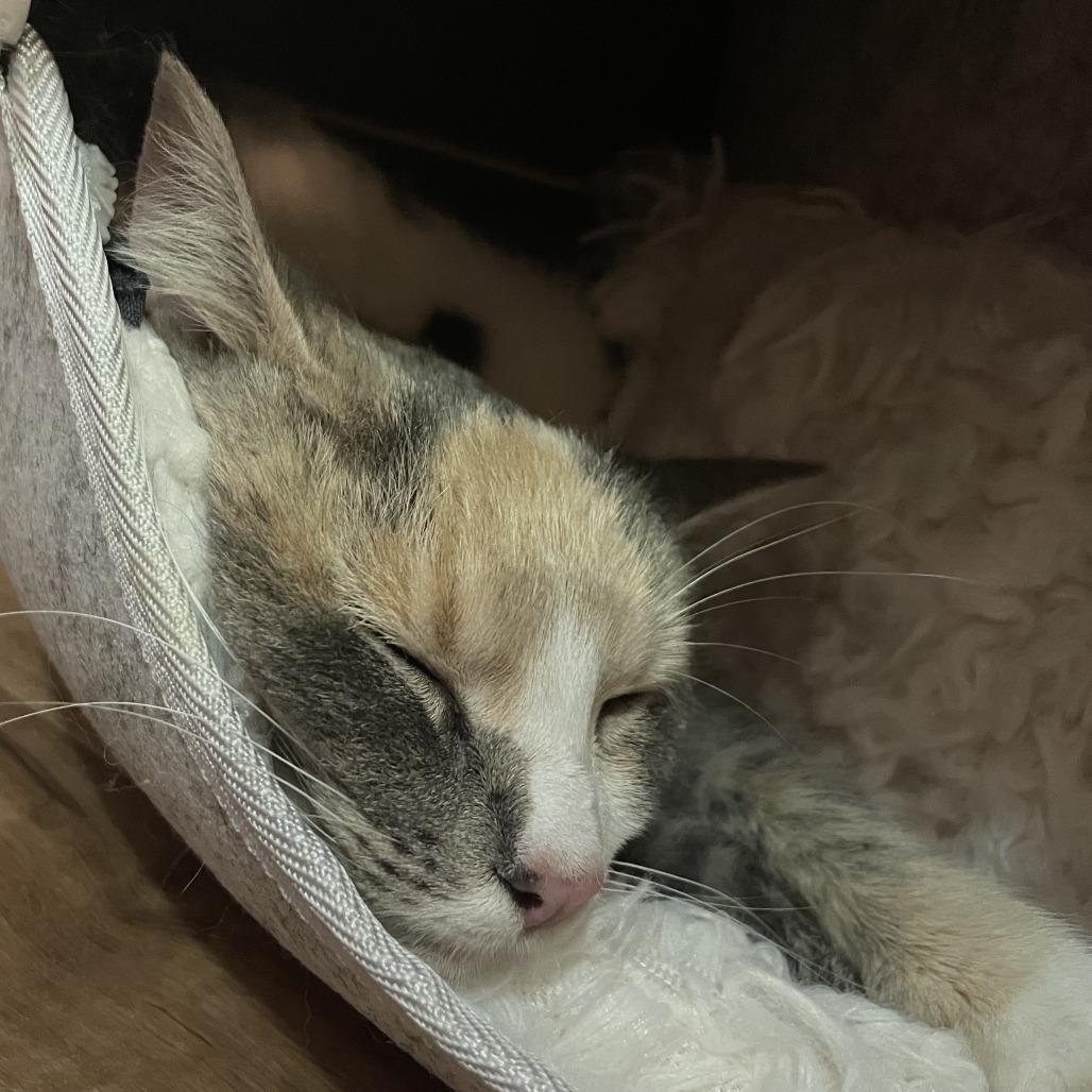 Irina Rozanov, a Adoptable Domestic Short Hair in St. Paul, MN image 4/6