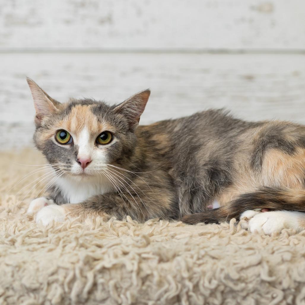 Irina Rozanov, a Adoptable Domestic Short Hair in St. Paul, MN image 5/6