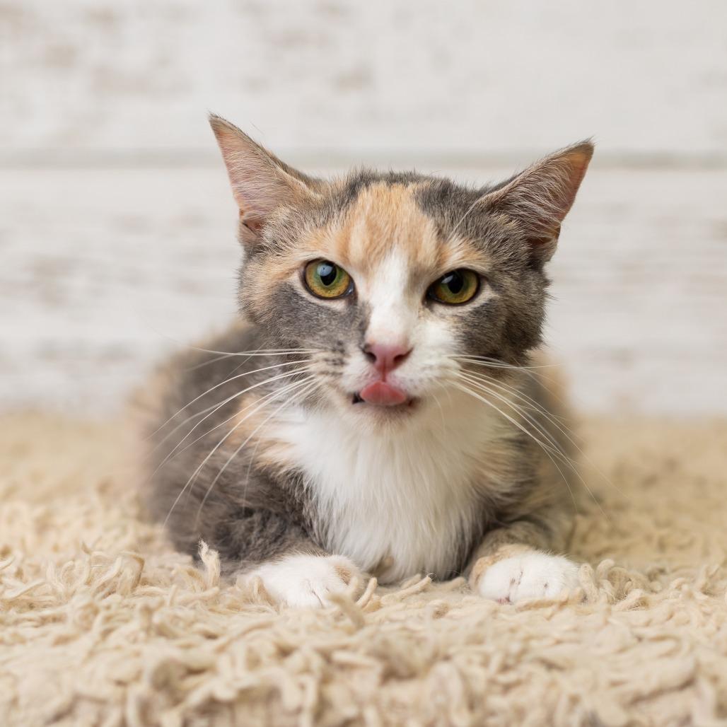 Irina Rozanov, a Adoptable Domestic Short Hair in St. Paul, MN image 6/6