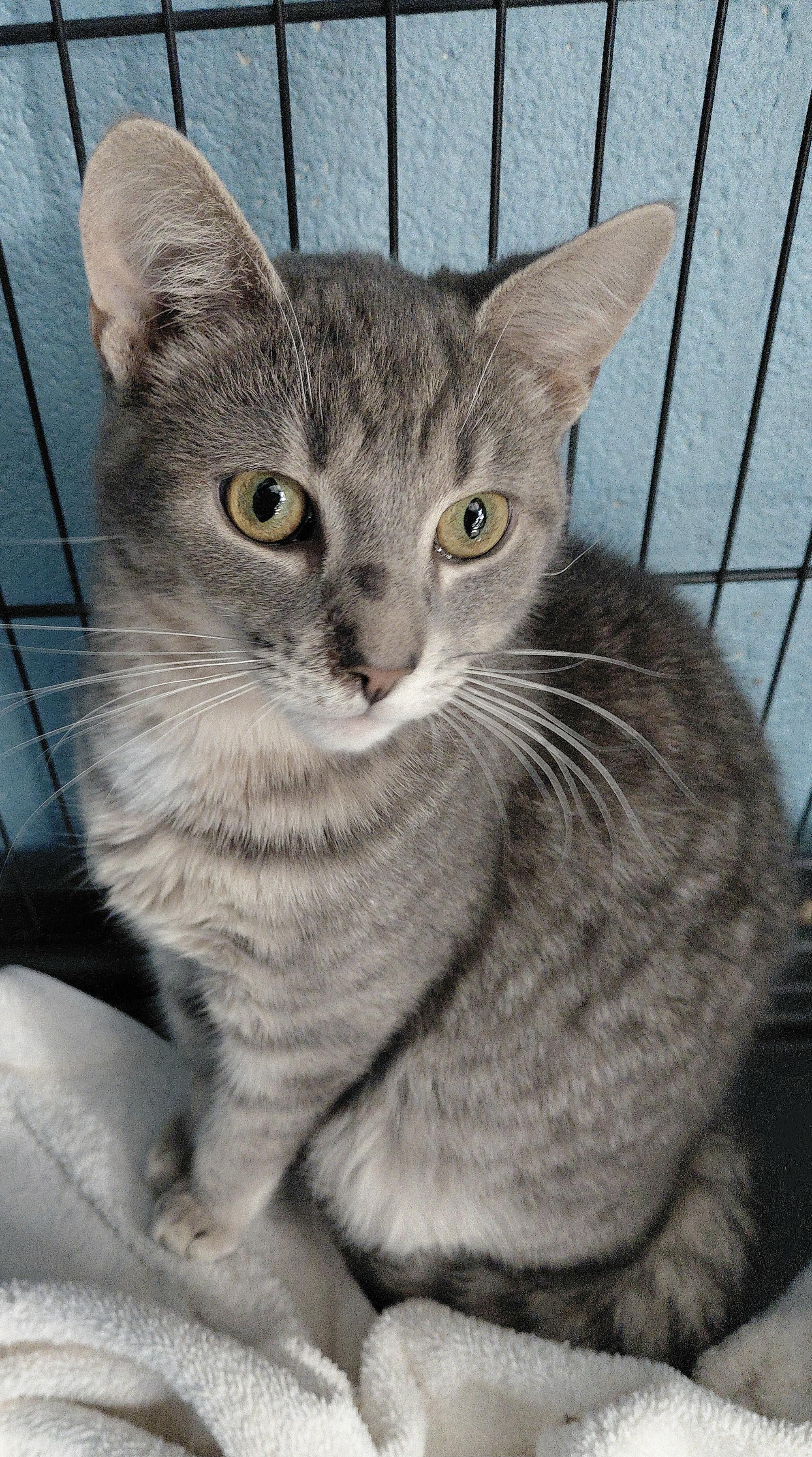 Enlarge Silver, an adopted Domestic Short Hair in Stanley, VA image 3/3