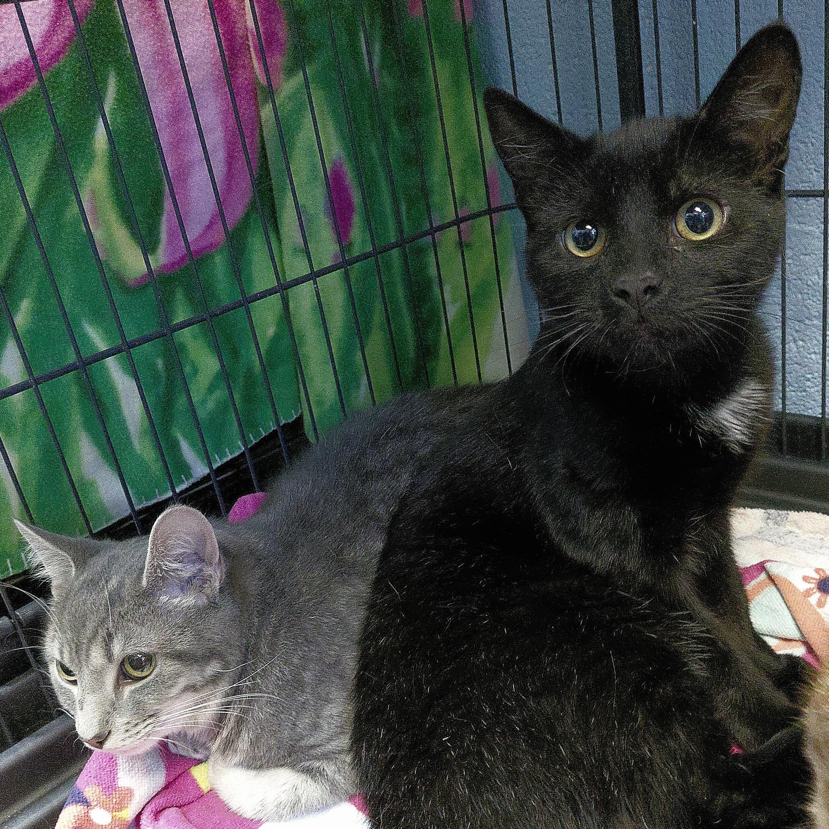 Enlarge Silver, an adopted Domestic Short Hair in Stanley, VA image 2/3