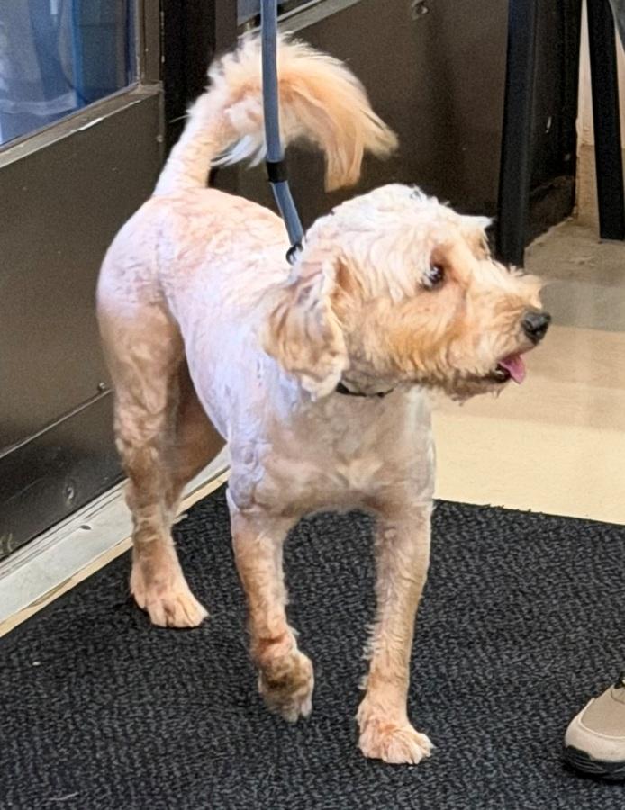 Bingo- 53430, a ADOPTABLE Labradoodle in Columbia, MD image 5/5