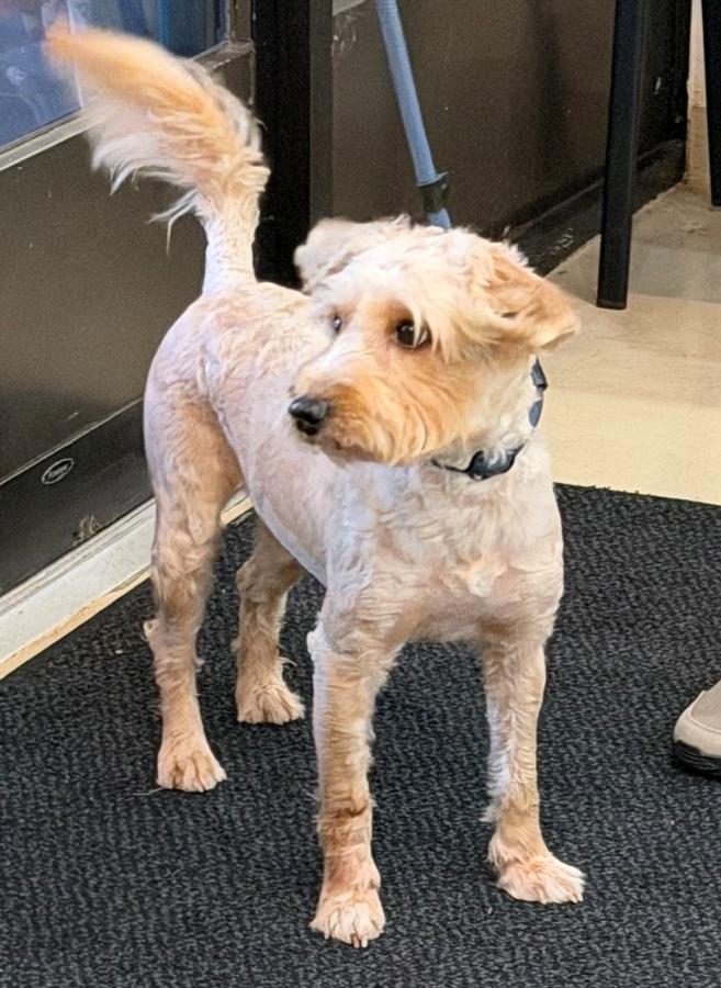 Bingo- 53430, a ADOPTABLE Labradoodle in Columbia, MD image 2/5