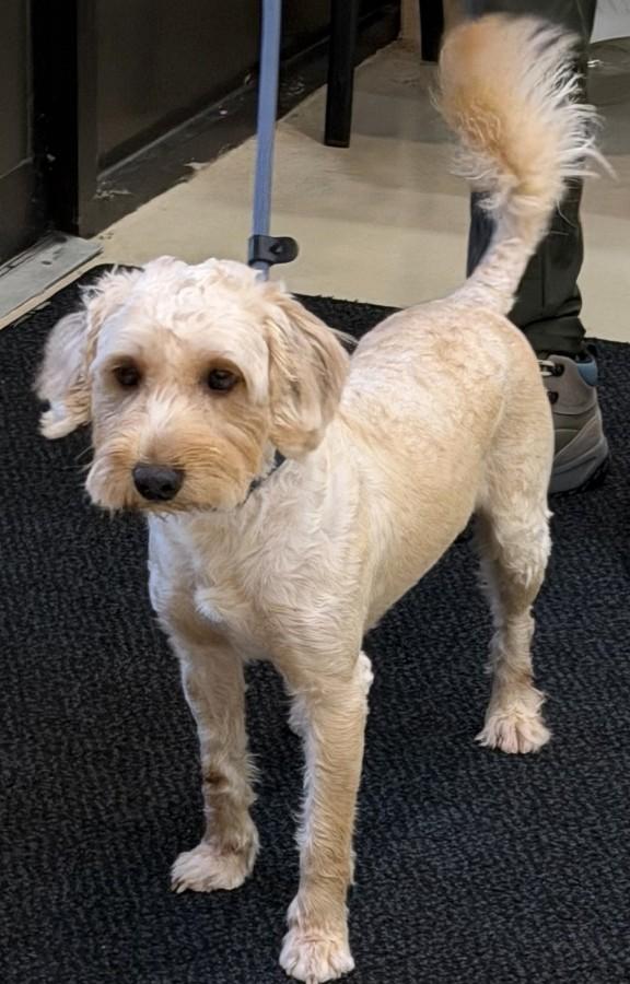 Bingo- 53430, a ADOPTABLE Labradoodle in Columbia, MD image 3/5