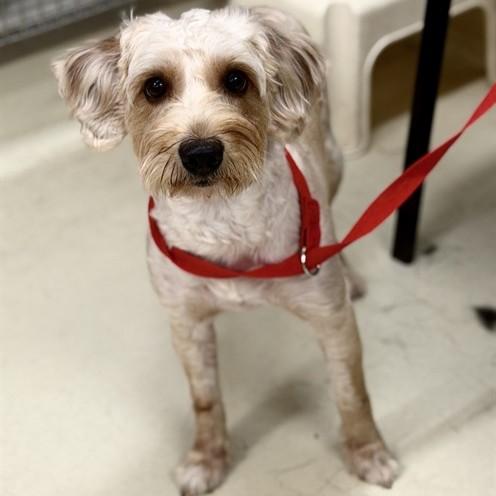 Bingo- 53430, ADOPTABLE, Adult Male Labradoodle.