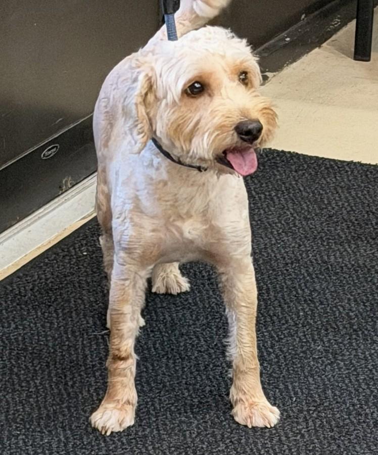 Bingo- 53430, a ADOPTABLE Labradoodle in Columbia, MD image 4/5