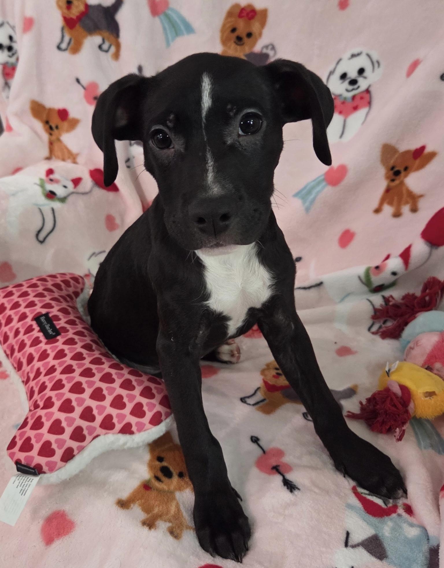 Enlarge Dino ( lover), a ADOPTABLE mixed breed in White Lake, MI image 4/5